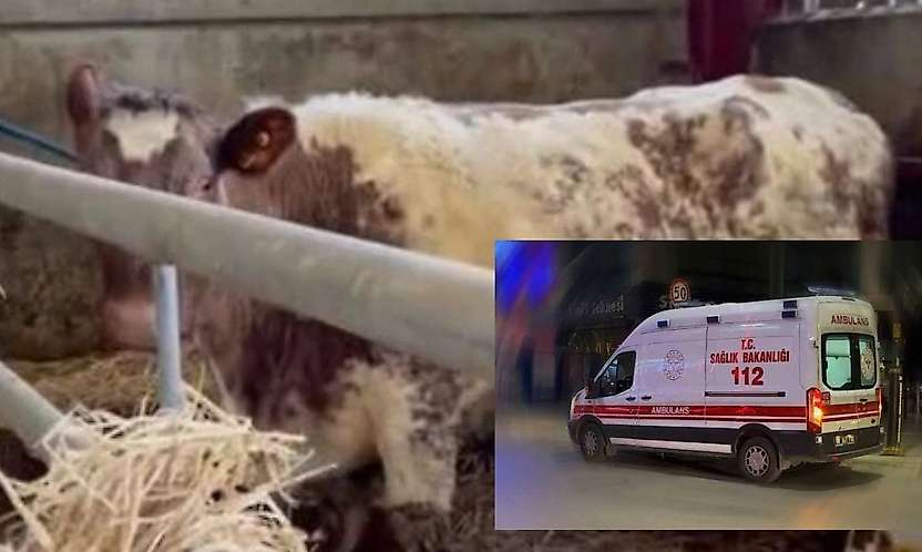 Konya'da inek saldırısı can aldı