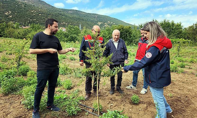 Konya'da kirazın tahtı sallanıyor! Üreticinin yeni gözdesi bu oldu