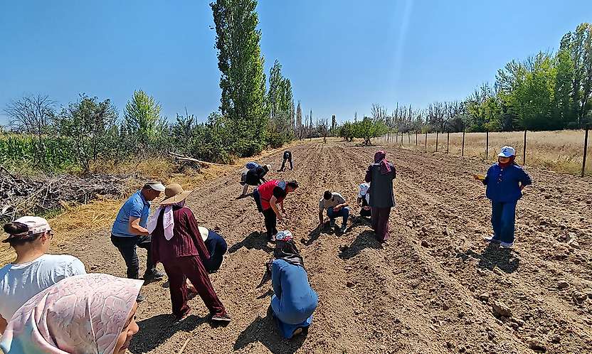 Konya'da kırmızı altın toprakla buluştu