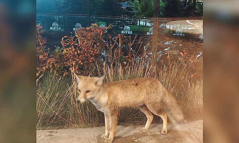 Konya'da meşhur Tilki Seyir Tepesinde