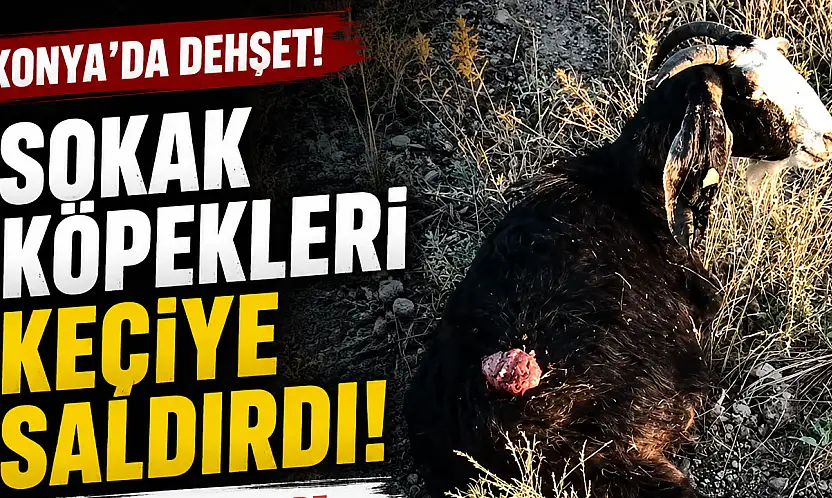 Konya'da sokak köpekleri keçiyi parçaladı