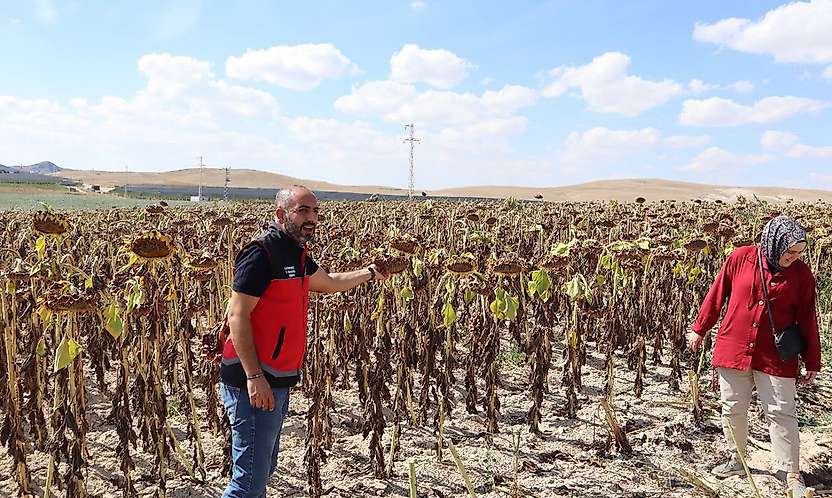 Konya'da tarlalar hareketlendi! Ayçiçeği ve patateste hasat sürüyor