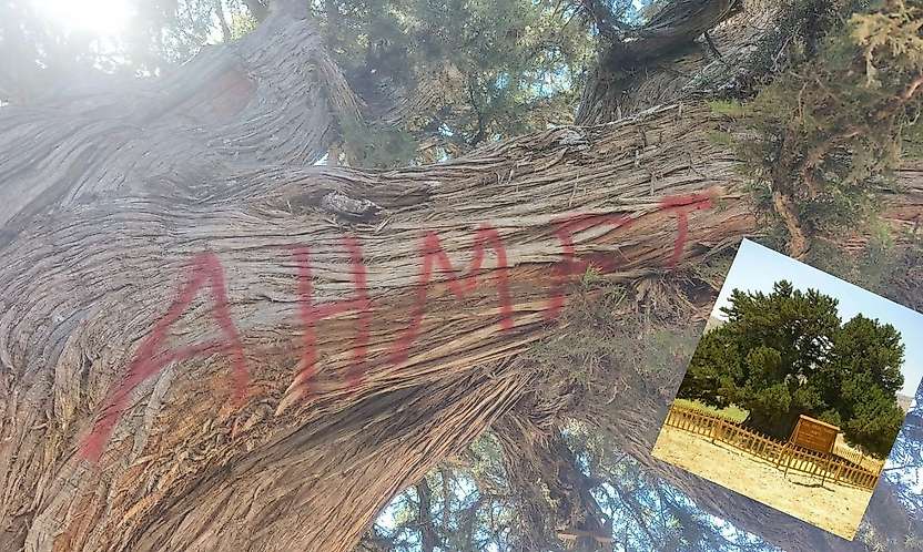Konya'da vicdanları sızlattılar ama inceleme başladı