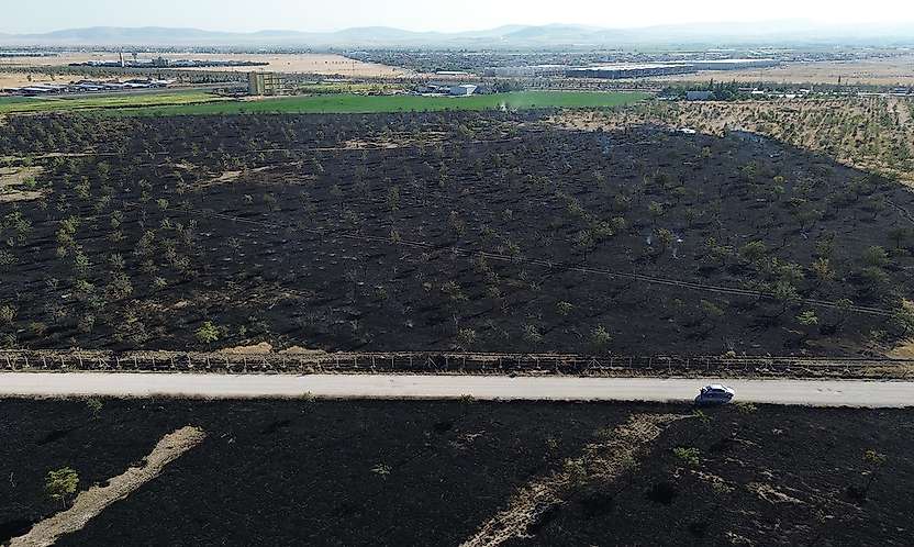 Konya'da yangın 150 dekarlık ağaçlık alanı kül etti