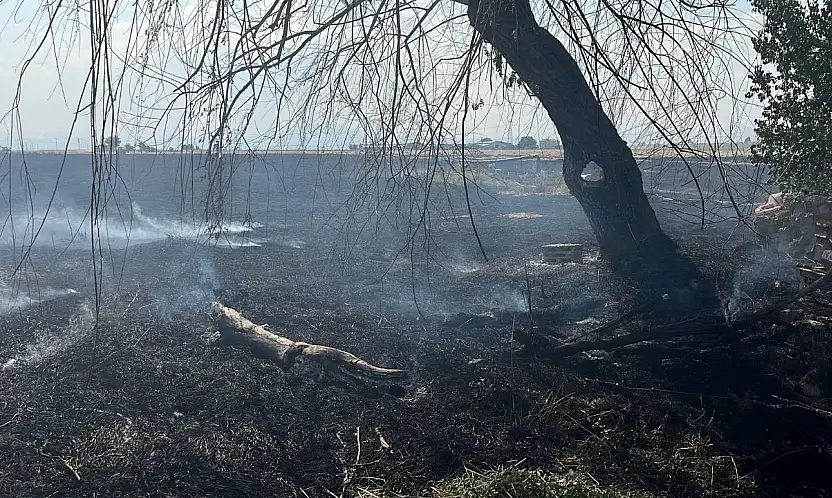 Konya'da yangına karga sebep oldu