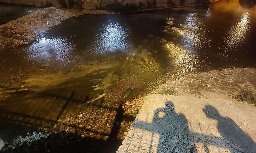Konya'daki Çarşamba Çayı'nın sürpriz konuğu