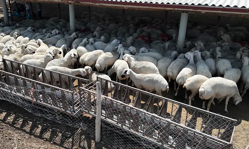 Konya'nın 31 ilçesinde hayvancılığa tam destek