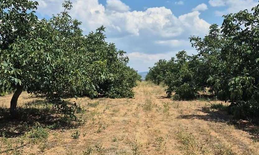 Konya'nın o ilçesinde ceviz bahçeleri doldu taştı