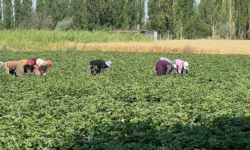 Konya'nın o mahallesi çilek üretimin merkezi oldu