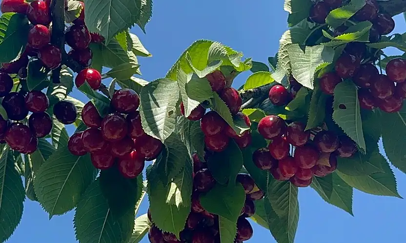 Konya'nın tescilli lezzeti tüm zamanların en yüksek rekoltesini verdi