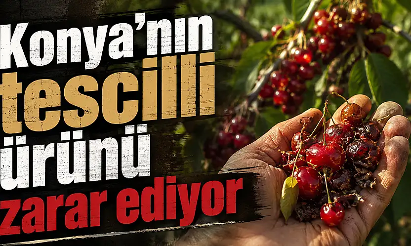 Konya'nın tescilli ürünü zarar ediyor