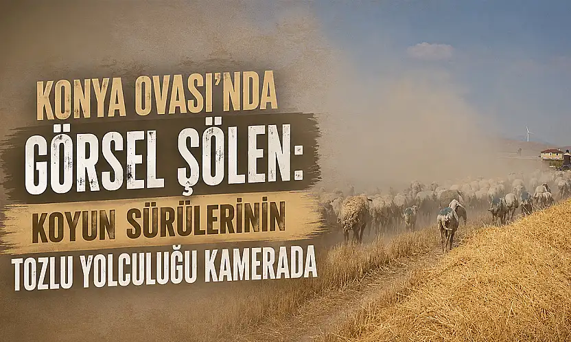 Konya Ovası'nda görsel şölen: Koyun sürülerinin tozlu yolculuğu kamerada