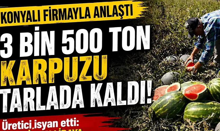 Konyalı firmayla anlaştı, 3 bin 500 ton karpuzu tarlada kaldı!