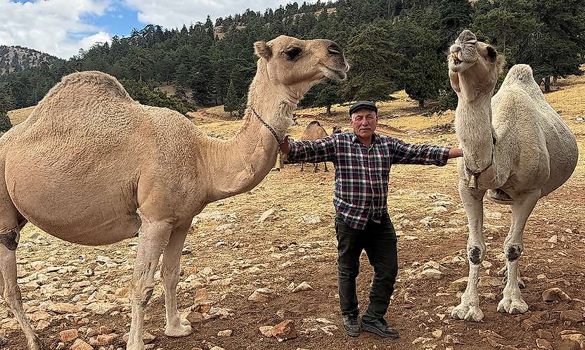 Mersin'den Konya'ya uzanan yörük göçünde devecilik geleneği sürüyor