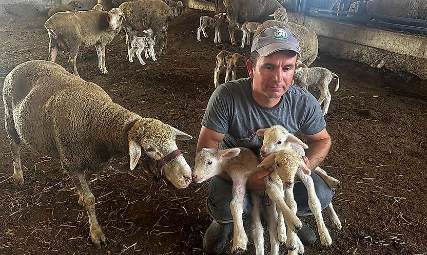 Milyonluk koçun üçüz yavruları Konya yolcusu: Yetiştiriciler sıraya girdi
