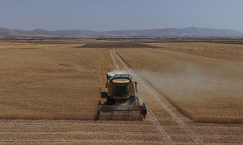 Türkiye'nin tahıl ambarı Konya'da buğday ve arpa rekoltesi yüz güldürdü