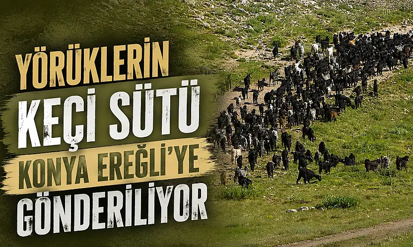 Yörüklerin keçi sütü Konya Ereğli'ye gönderiliyor