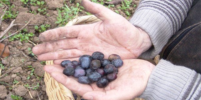 siyah-altinin-golgesinde-5