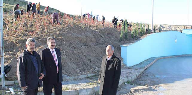 cihanbeylide-agaclandirma-calismalari