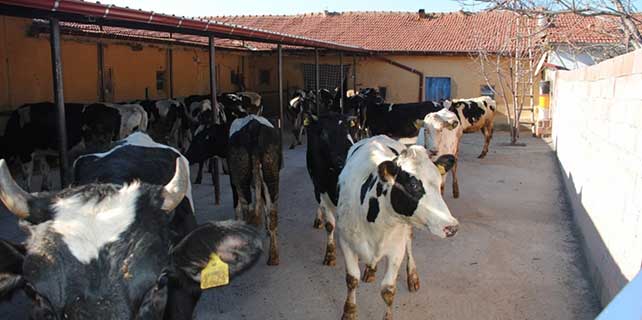 sarayonunde-2-bin-gebe-sut-sigiri-dagitilacak-1