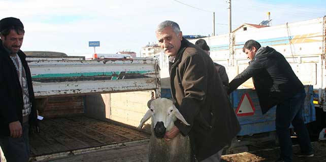 ilginda-63-damizlik-koc-dagitildi-4