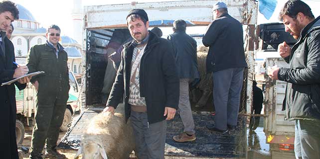 ilginda-63-damizlik-koc-dagitildi-1