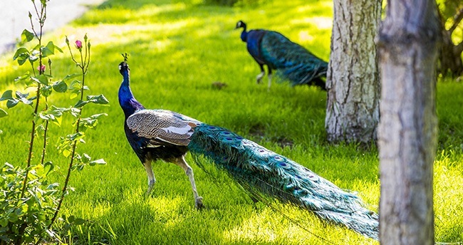 collesmeyle-anilan-karapinarda-adeta-vaha-olusturdu-5