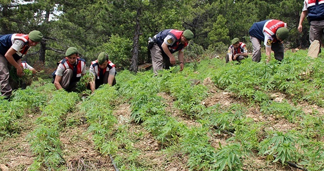 konyada-kenevir-tarlasina-baskin-24-milyon-liralik-5