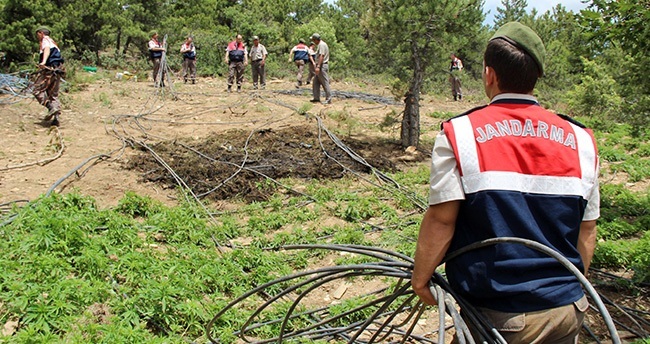 konyada-kenevir-tarlasina-baskin-24-milyon-liralik-6