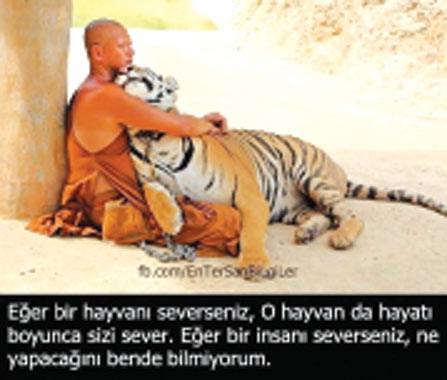 harp-cinayettir