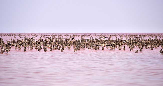 tuz-golunde-yavru-flamingo-sevinci-1