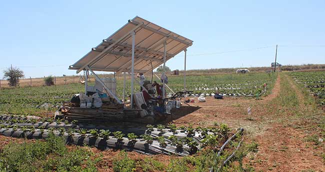 organik-cilek-suyunu-gunesten-aliyor-2