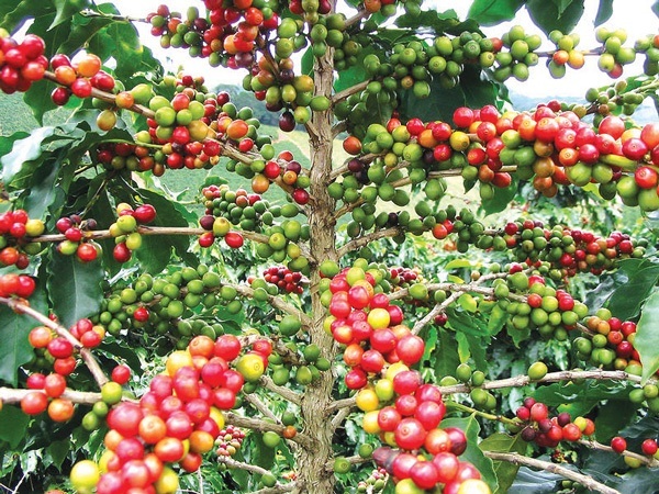 yesil-kahve-3