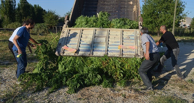 konyada-misir-tarlasinda-uyusturucu-operasyonu-2