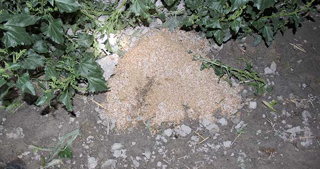 zehirli-yem-yedirilen-hayvanlar-telef-oldu-2