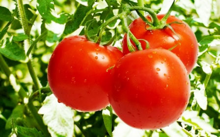 bu-besinler-sigarayi-unutturuyor-9