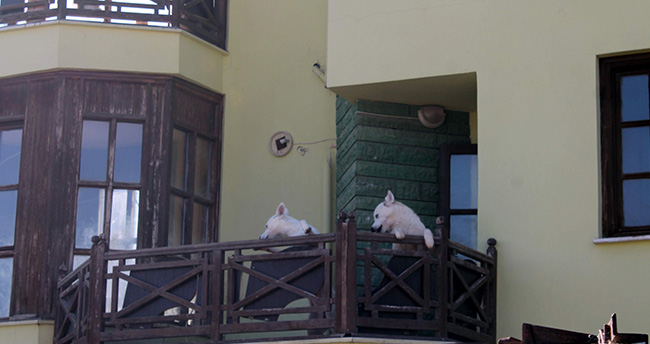 tahliye-islemine-kopekleriyle-direndi-2