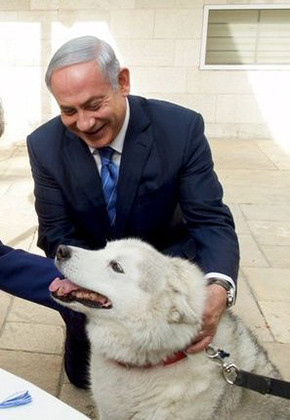 netanyahunun-kopegi-kaiya-konuklarini-isirdi-2