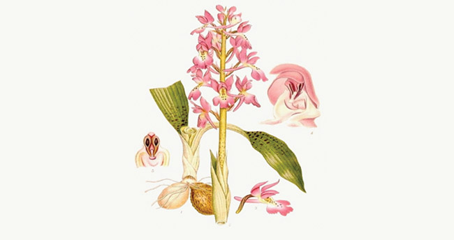 mis-kokulu-bir-fincan-saglik-2