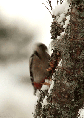 doganin-en-etkileyici-hareketli-fotograflari-35
