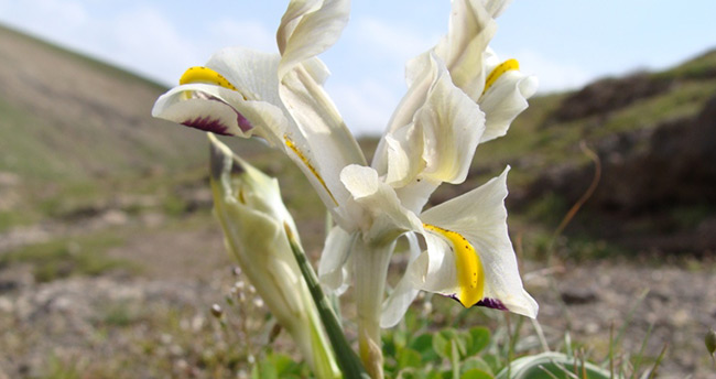 nevruz