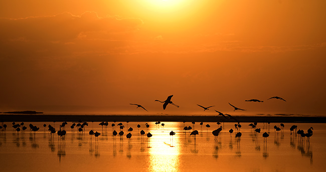 tuz-golunde-flamingo-kresi-4