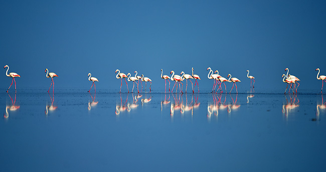 tuz-golunde-flamingo-kresi-5